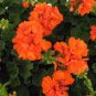 Geranium Orangish Red Ball-typed Big Blooms Bonsai Flowers 20 seeds
