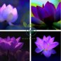 Purple Lotus 10 seeds