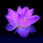 Purple Lotus 10 seeds