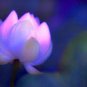 Purple Lotus 10 seeds