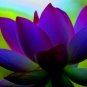 Purple Lotus 10 seeds