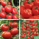 Beefmaster Hybrid F1 Tomato 200 Seeds