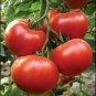 Beefmaster Hybrid F1 Tomato 200 Seeds