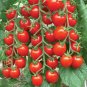 Beefmaster Hybrid F1 Tomato 200 Seeds
