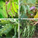 Heirloom 'Jinke' Green Hyacinth Bean Organic 30 seeds