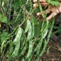 Heirloom 'Jinke' Green Hyacinth Bean Organic 30 seeds