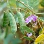 Heirloom 'Jinke' Green Hyacinth Bean Organic 30 seeds