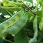 Heirloom 'Jinke' Green Hyacinth Bean Organic 30 seeds