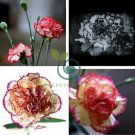 Dianthus Caryophyllus Heirloom Carnation Flower 400 seeds