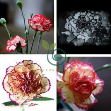 Dianthus Caryophyllus Heirloom Carnation Flower 400 seeds