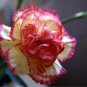 Dianthus Caryophyllus Heirloom Carnation Flower 400 seeds