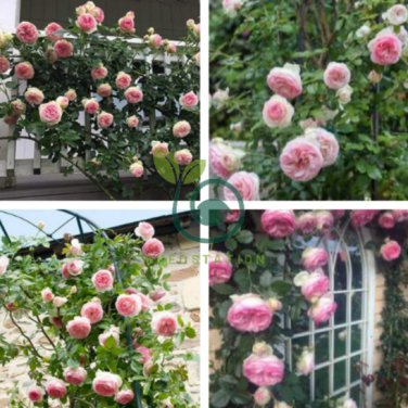 'Qiao San' Big Pink Turbine-like Climbing Rose Plant 100 Seeds