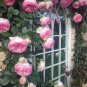 'Qiao San' Big Pink Turbine-like Climbing Rose Plant 100 Seeds