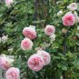 'Qiao San' Big Pink Turbine-like Climbing Rose Plant 100 Seeds