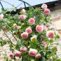 'Qiao San' Big Pink Turbine-like Climbing Rose Plant 100 Seeds
