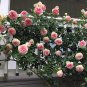 'Qiao San' Big Pink Turbine-like Climbing Rose Plant 100 Seeds