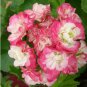 Geranium Fire red-to-white-to-light green Big Blooms Bonsai Flowers 20 seeds