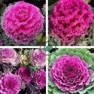 Kale Ornamental Brassica Oleracea Collard Winter Flowers 60 Seeds