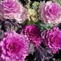 Kale Ornamental Brassica Oleracea Collard Winter Flowers 60 Seeds