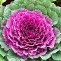 Kale Ornamental Brassica Oleracea Collard Winter Flowers 60 Seeds