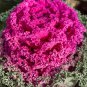Kale Ornamental Brassica Oleracea Collard Winter Flowers 60 Seeds