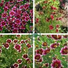 Heirloom Hardy Berry Chiffon Coreopsis Flower 40 seeds