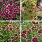Heirloom Hardy Berry Chiffon Coreopsis Flower 40 seeds