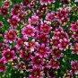 Heirloom Hardy Berry Chiffon Coreopsis Flower 40 seeds