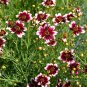 Heirloom Hardy Berry Chiffon Coreopsis Flower 40 seeds