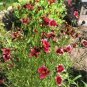 Heirloom Hardy Berry Chiffon Coreopsis Flower 40 seeds