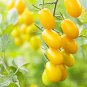 Rare 'Imperial concubine' F1 Yellow Cherry Tomato 40 seeds