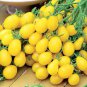 Rare 'Imperial concubine' F1 Yellow Cherry Tomato 40 seeds