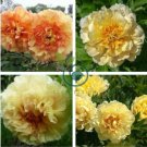 Heirloom 'Huang Jin Cui' Golden Red Peony Plant 10 seeds