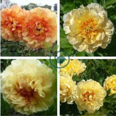 Heirloom 'Huang Jin Cui' Golden Red Peony Plant 10 seeds