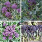 English Purple Sprouting Broccoli Early Brassica Oleracea 100 seeds