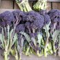 English Purple Sprouting Broccoli Early Brassica Oleracea 100 seeds