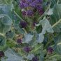 English Purple Sprouting Broccoli Early Brassica Oleracea 100 seeds