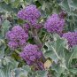 English Purple Sprouting Broccoli Early Brassica Oleracea 100 seeds