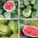 Very Sweet Big Oval Seedless Watermelon Organic 40 seeds