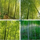 Heirloom Anhui Dabie Mountain Moso Bamboo 60 seeds