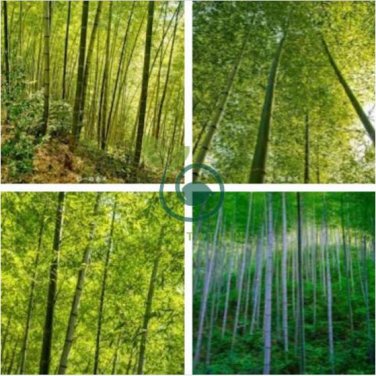 Heirloom Anhui Dabie Mountain Moso Bamboo 60 seeds