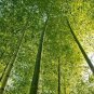 Heirloom Anhui Dabie Mountain Moso Bamboo 60 seeds