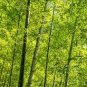Heirloom Anhui Dabie Mountain Moso Bamboo 60 seeds