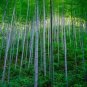 Heirloom Anhui Dabie Mountain Moso Bamboo 60 seeds