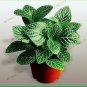 Fittonia Verschaffeltii Bonsai Mini Easy Planting 200 Seeds