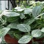 Fittonia Verschaffeltii Bonsai Mini Easy Planting 200 Seeds
