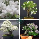 Colorful Bonsai Lilac Plant Japanese Lilac 100 Seeds