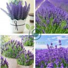 French Provence Lavender Plant Beautiful Flower 200 Seeds