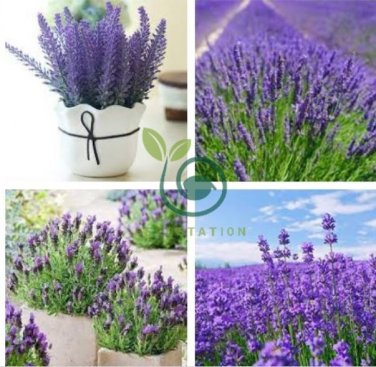 French Provence Lavender Plant Beautiful Flower 200 Seeds