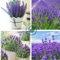 French Provence Lavender Plant Beautiful Flower 200 Seeds